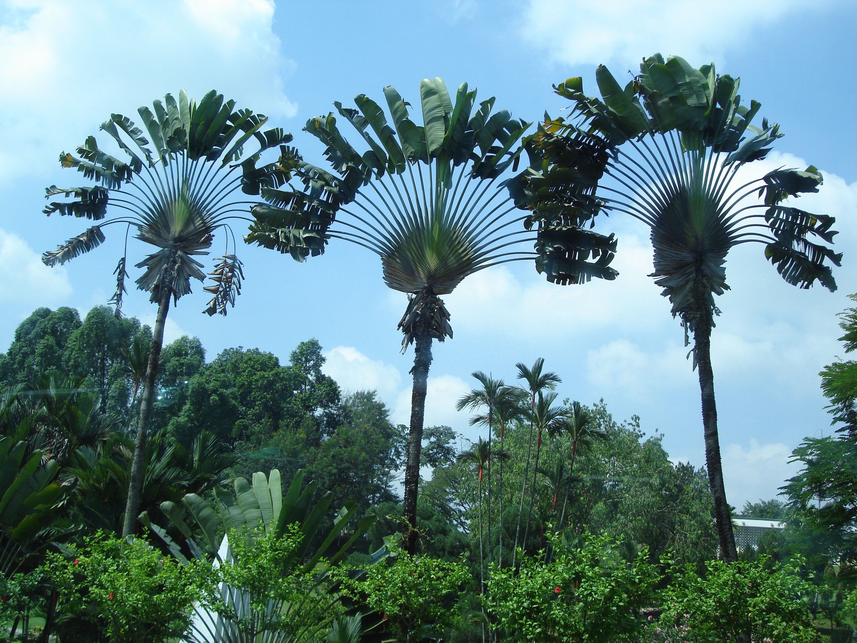 palm-trees.jpg